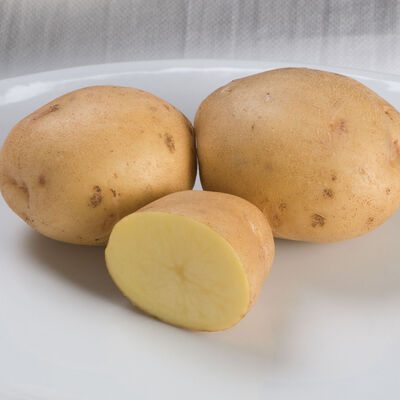 Yukon Gold – Early Ship Potatoes
