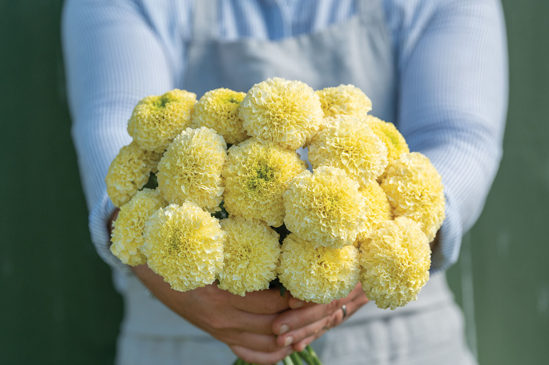 White Swan F1 Marigold Seed Johnny s Selected Seeds