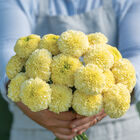 White Swan Marigold