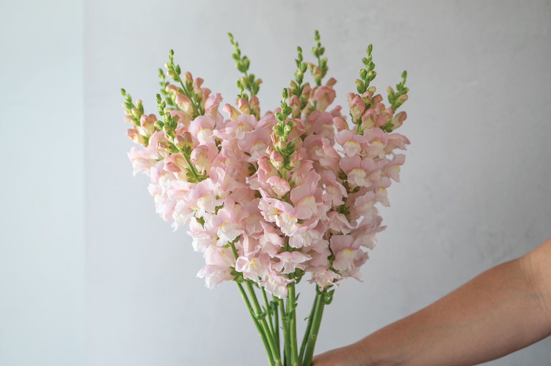 Avignon Pink II Snapdragon