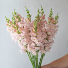 Avignon Pink II Avignon Pink II Snapdragon