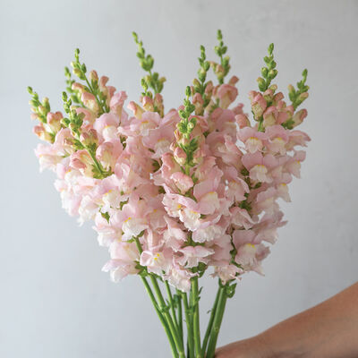 Avignon Pink II Avignon Pink II Snapdragon