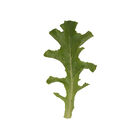 Clearwater Oakleaf Lettuce