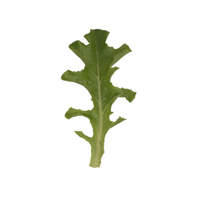 Clearwater Oakleaf Lettuce