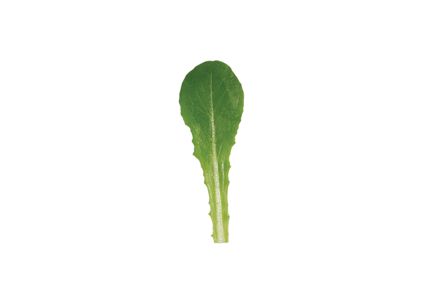 Reyes (3SX3901) - Organic Lettuce Seed | Johnny's Selected Seeds