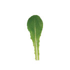 Reyes (3SX3901) Romaine Lettuce (Cos)
