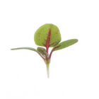 Sorrel, Red Veined Microgreen Herbs