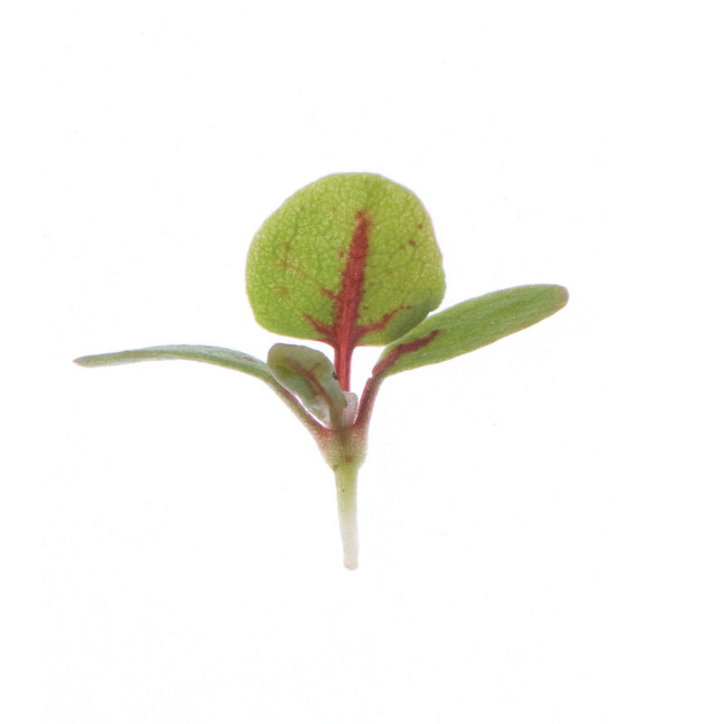 Sorrel, Red Veined Microgreen Herbs
