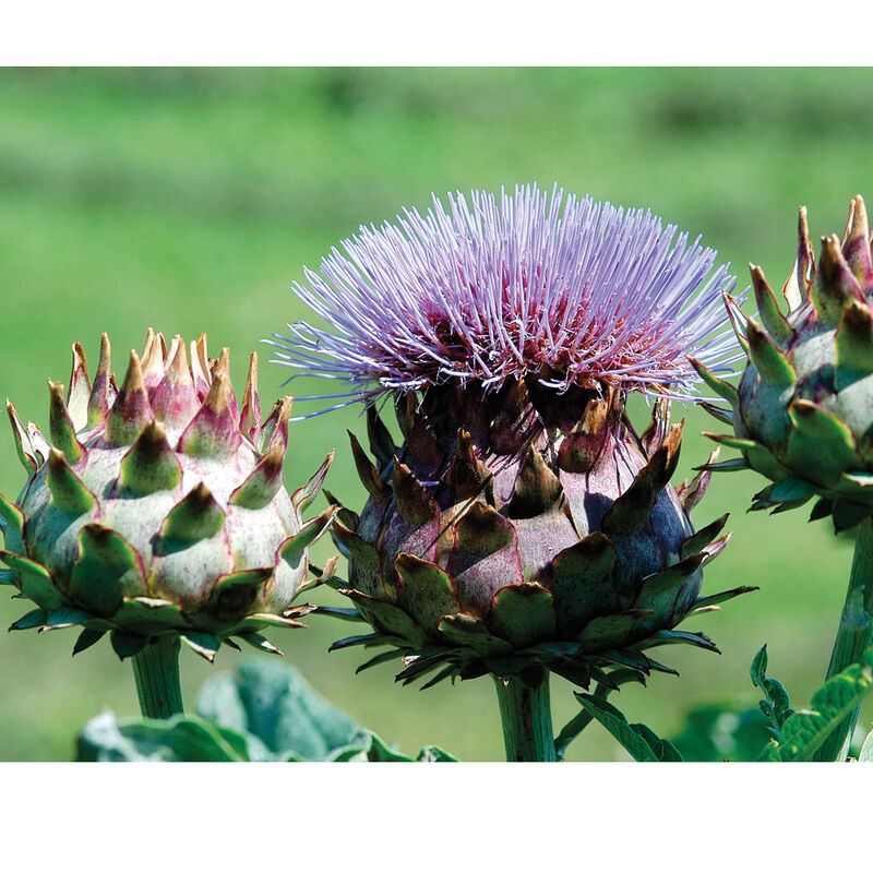 Porto Spineless Cardoon