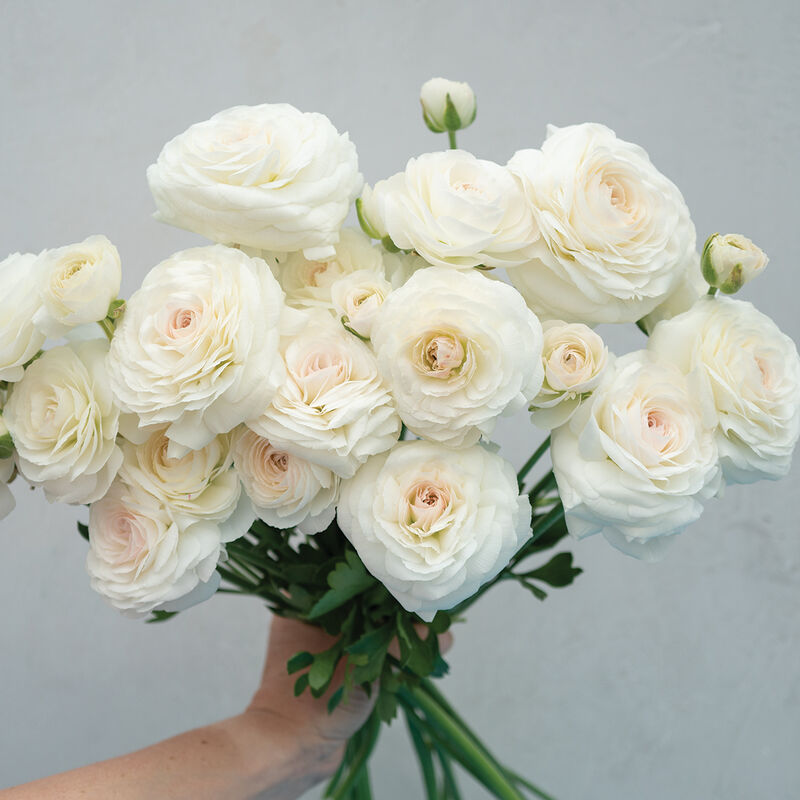 Romance™ Courchevel® Ranunculus