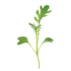 Mustard, Golden Frills Microgreen Vegetables