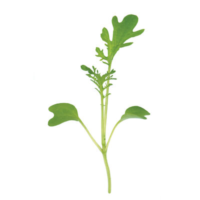 Mustard, Golden Frills Microgreen Vegetables