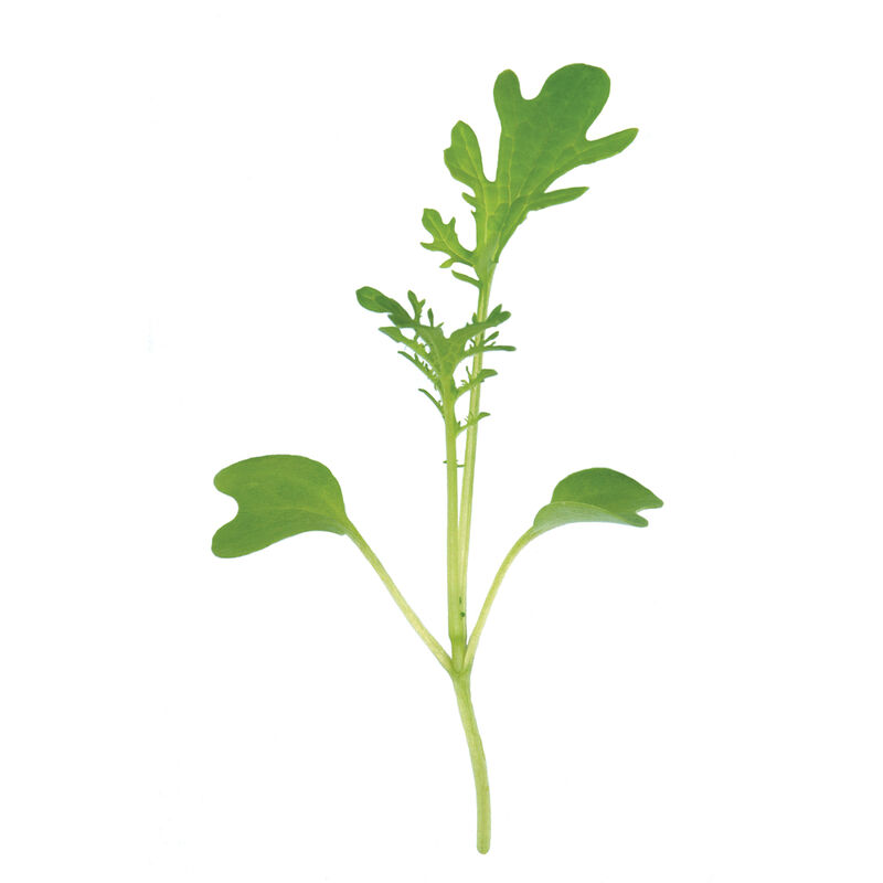 Mustard, Golden Frills Microgreen Vegetables