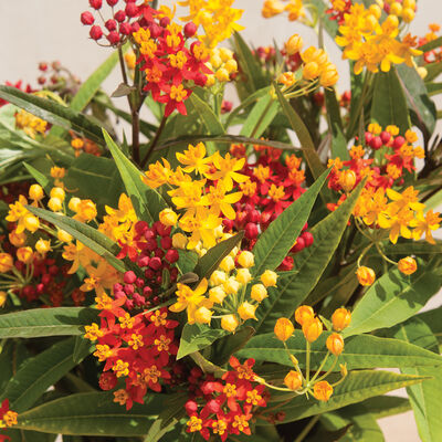 Silky Formula Mix Asclepias (Butterfly Weed)