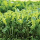 Riptide Romaine Lettuce (Cos)