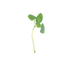 Basil, Italian Large Leaf Microgreen Herbs