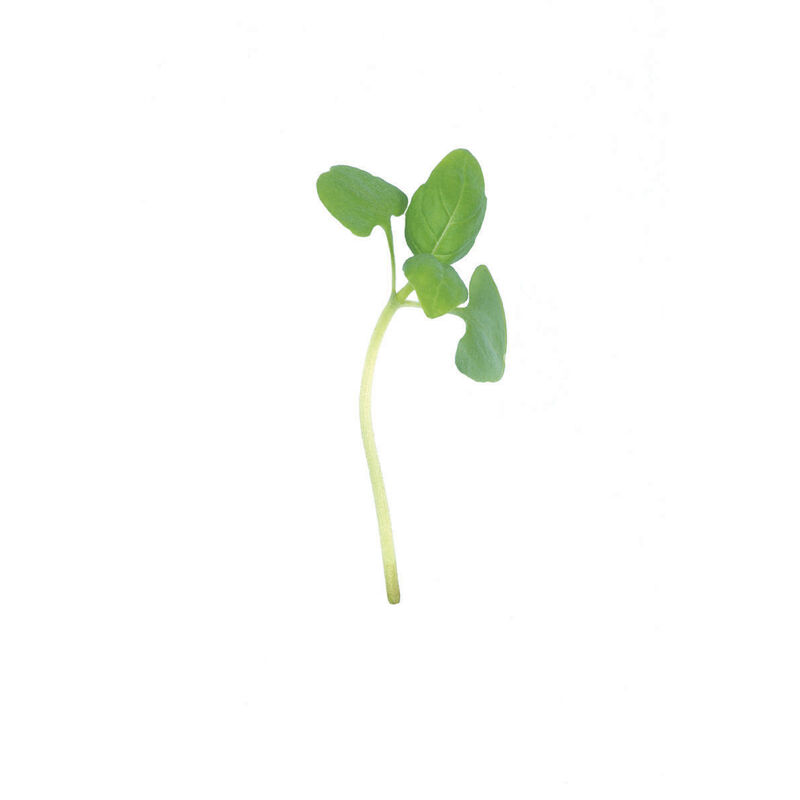 Basil, Italian Large Leaf Microgreen Herbs