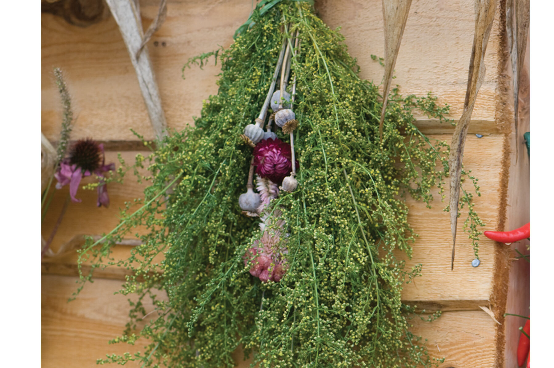 Sweet Annie Artemisia (Sweet Annie)