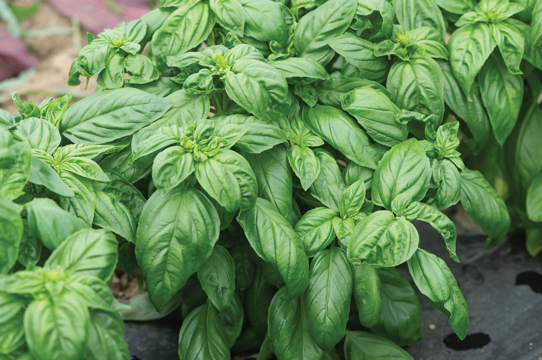 Prospera&reg; Compact DMR (PL4) Genovese Basil