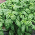 Prospera® Compact DMR (PL4) Genovese Basil