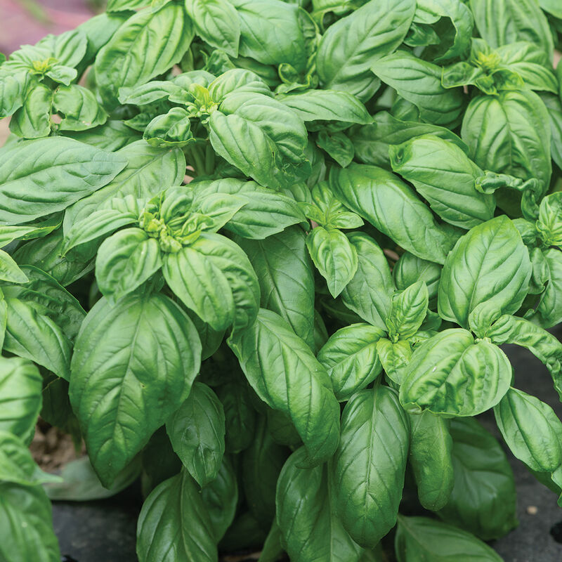 Prospera® Compact DMR (PL4) Genovese Basil