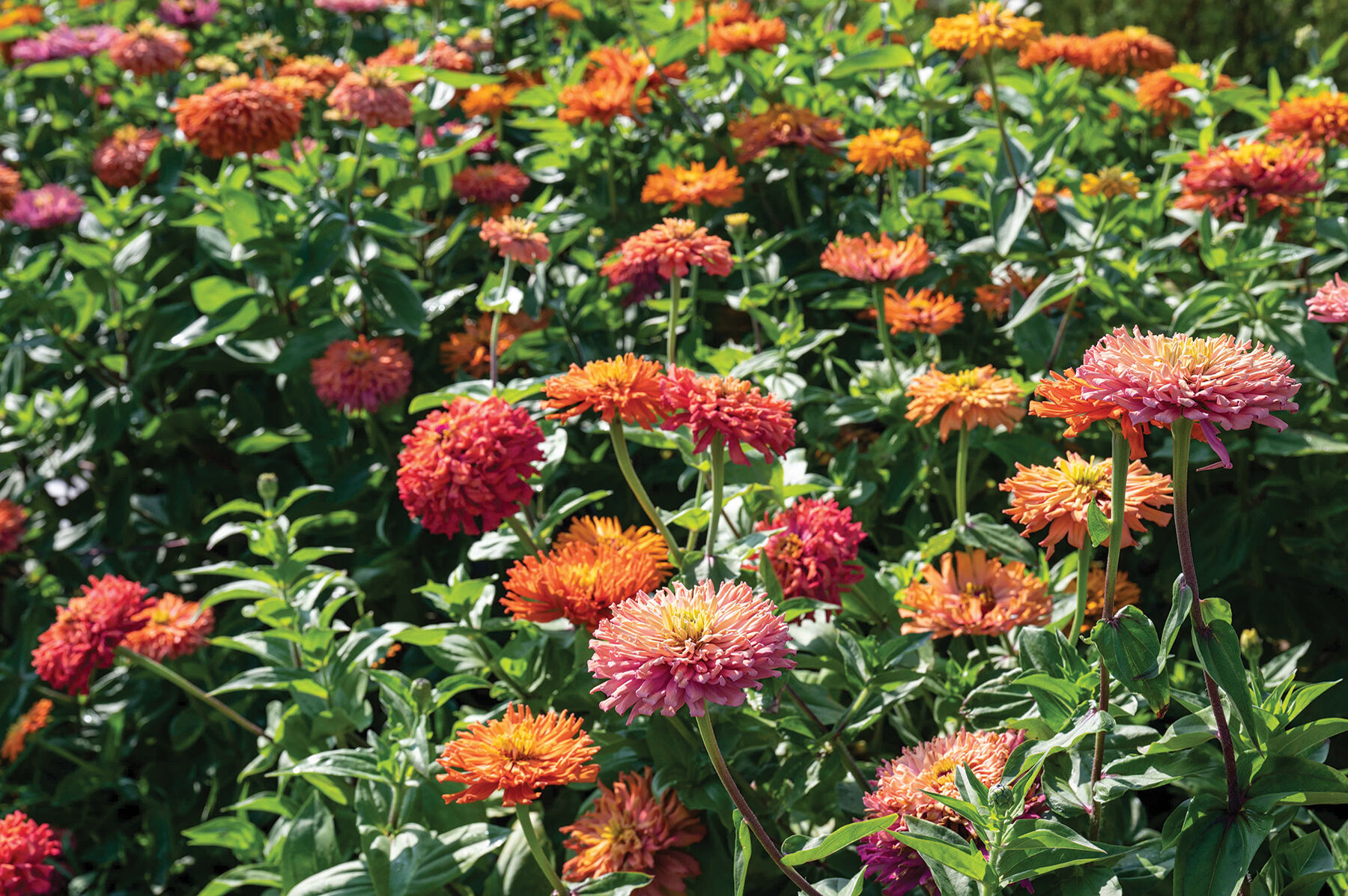 新品Mサイズ kaitlynSepia Agave Agave - Zinnia Seed | Johnny's Selected Seeds
