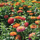 Agave Zinnias
