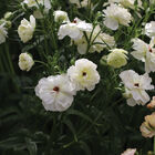 Butterfly™ Ninos® Ranunculus