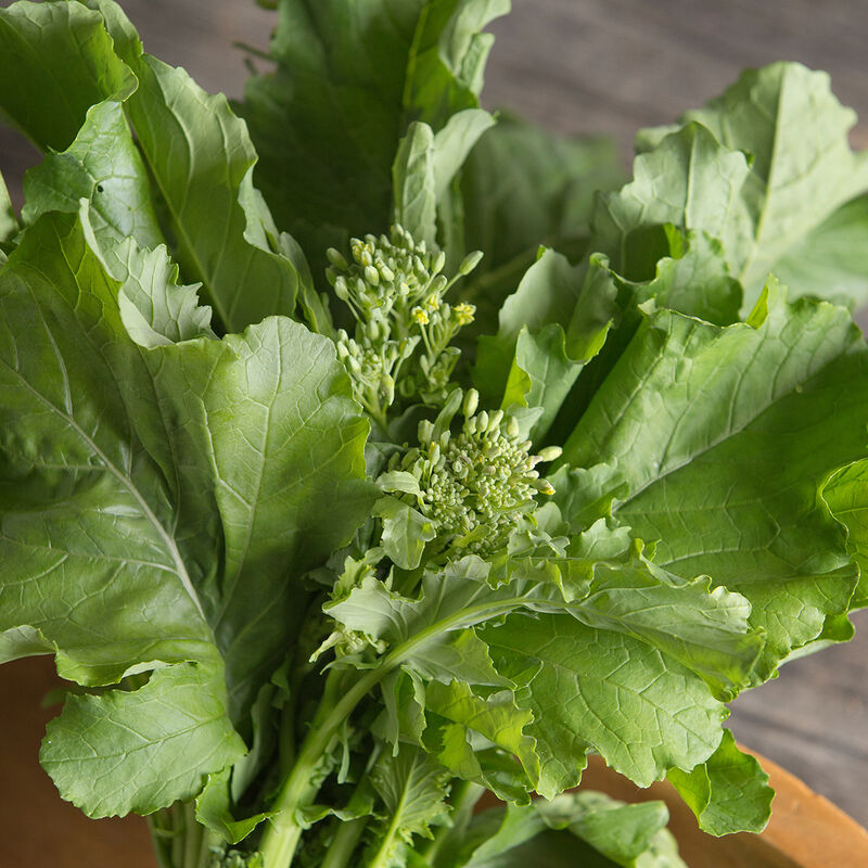 Spring Raab Mini Broccoli