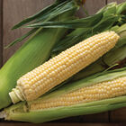 Sugar Buns Sugar Buns Sweet Corn