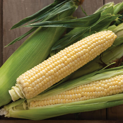 Sugar Buns Sugar Buns Sweet Corn