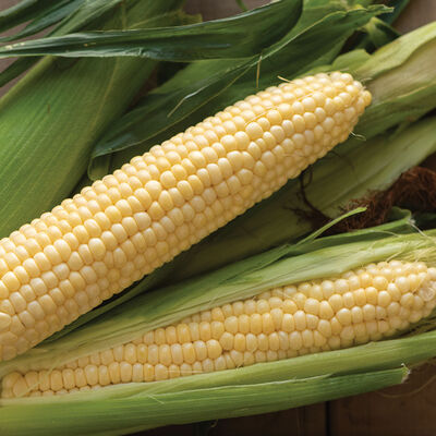 Sugar Buns Sweet Corn