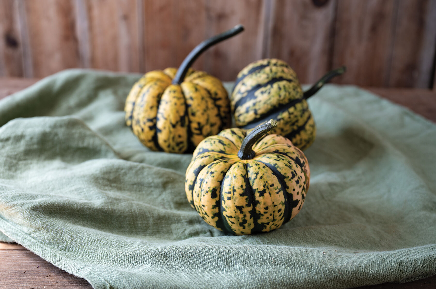 Honey Bun - (F1) Acorn Squash Seed | Johnny's Selected Seeds Honey Bun - (F1) Acorn Squash Seed | Johnny's Selected Seeds