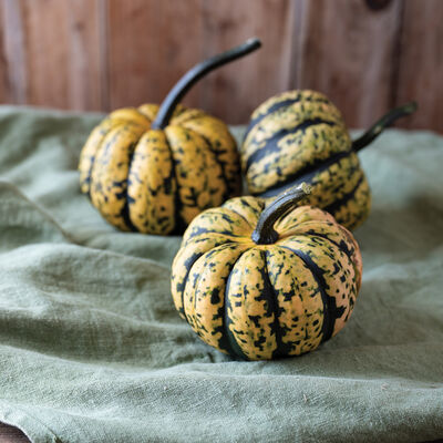 Honey Bun Winter Squash