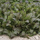 Red Baron Plus Asian Greens