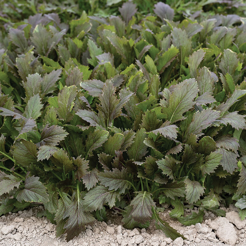 Red Baron Plus Asian Greens