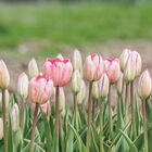 Design Impression Tulips