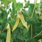 Golden Sweet Snow Peas