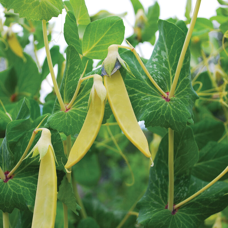 Golden Sweet Snow Peas