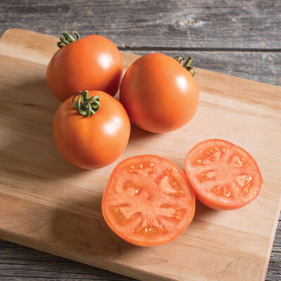 BHN 871 Slicing Tomatoes