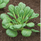 Tatsoi Asian Greens
