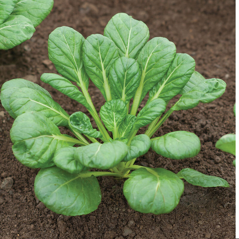 Tatsoi Asian Greens