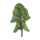 Red Tabby Smooth-Leaf Spinach