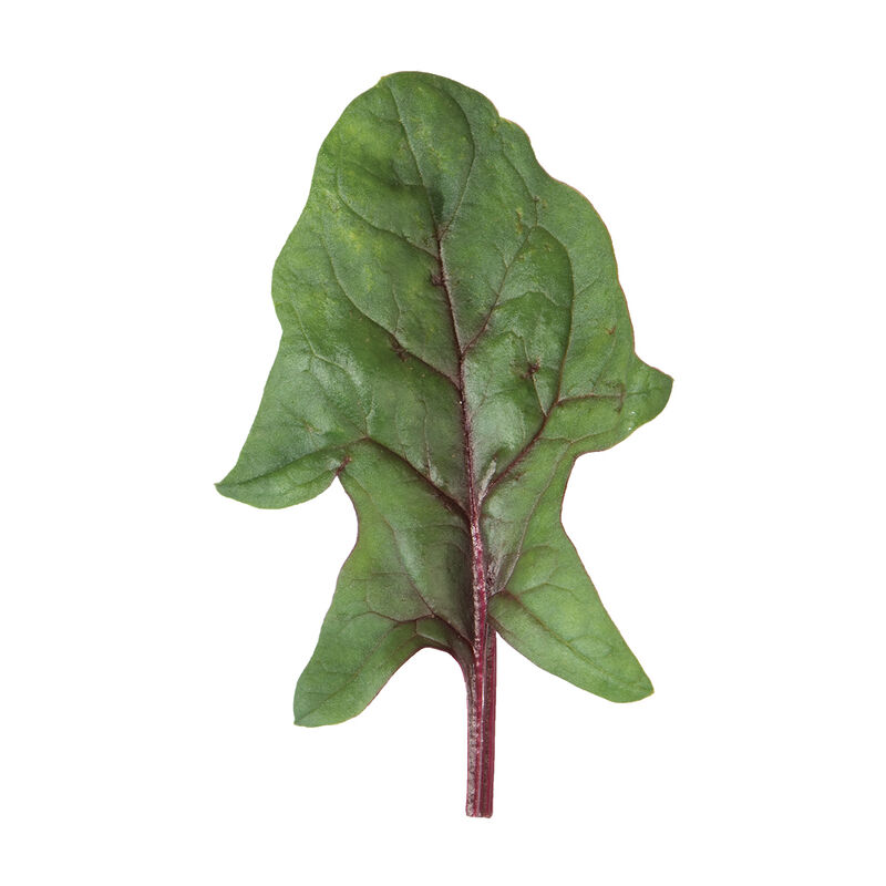 Red Tabby Smooth-Leaf Spinach