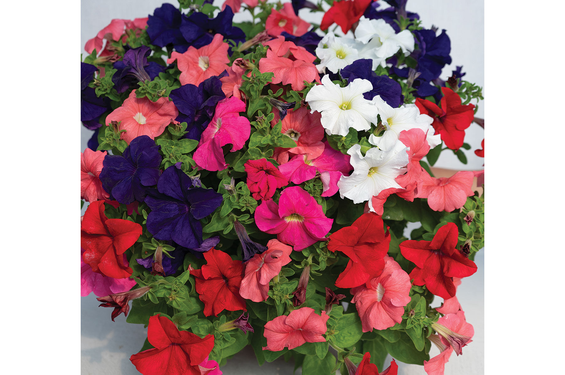 Dreams&trade; Mix Petunia