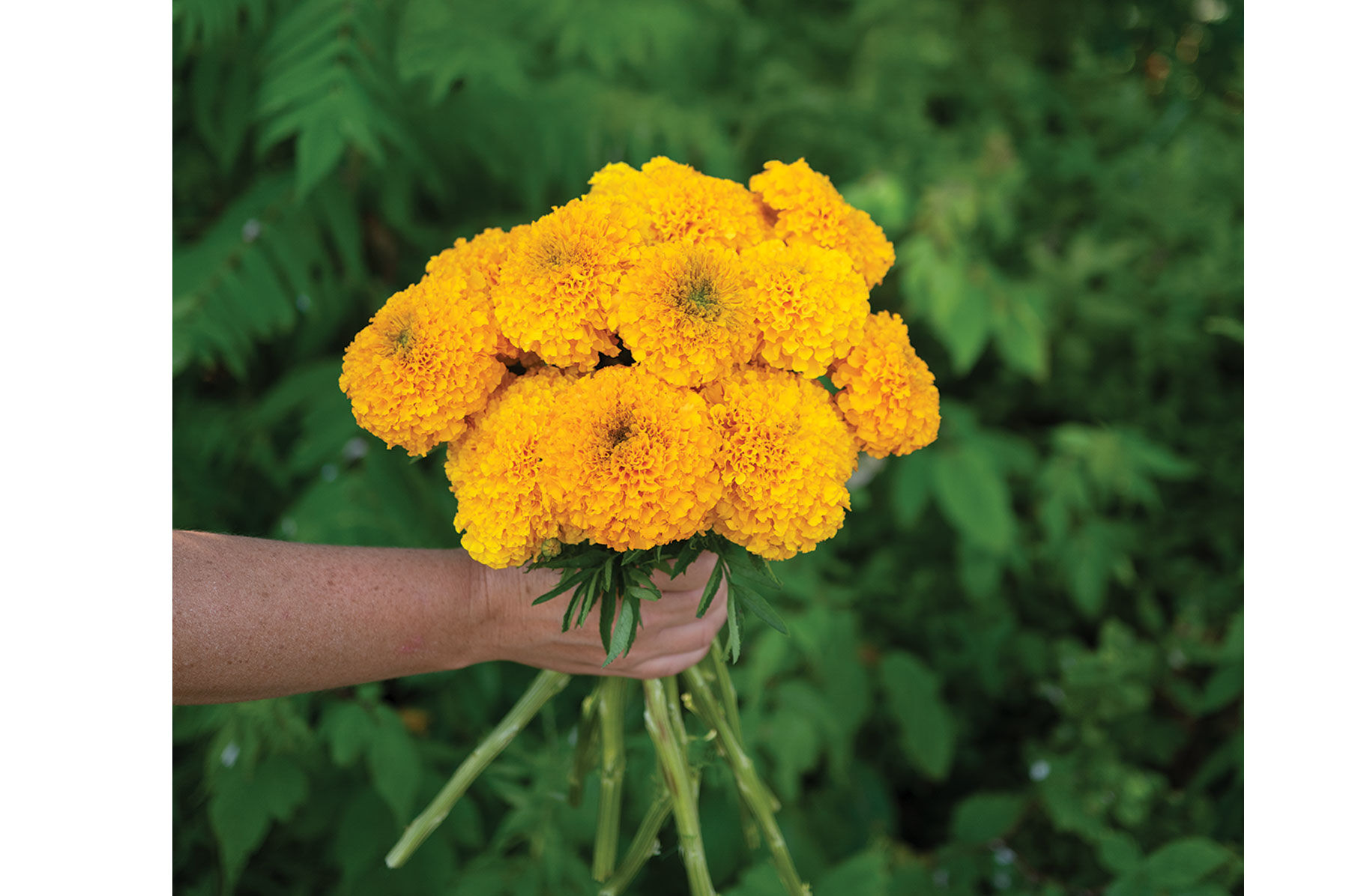 Johnny's Selected Seeds Coco Gold Marigold Seed - Thumbnail 2