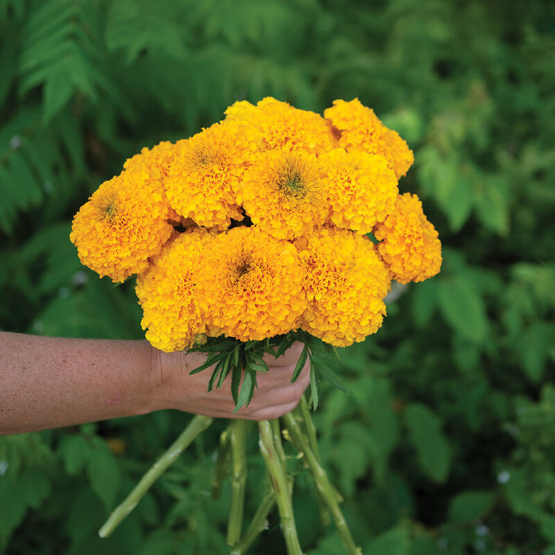 Coco™ Gold Marigold