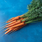 Hercules Main Crop Carrots