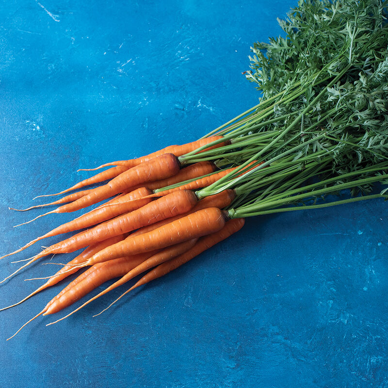 Hercules Main Crop Carrots