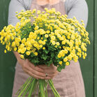 Sunny Ball Matricaria (Feverfew)